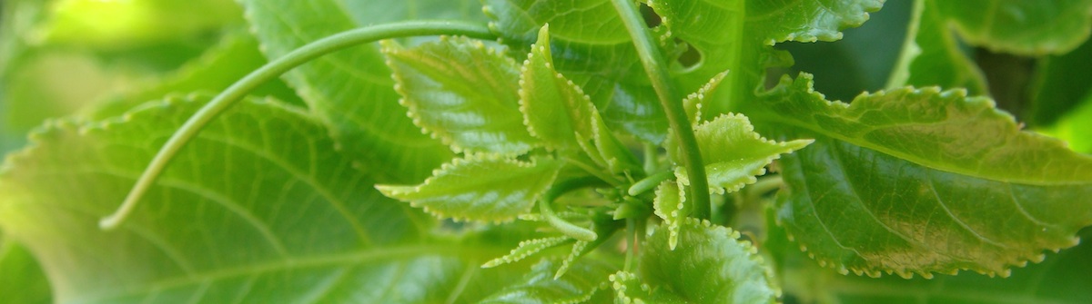 /Pulseem/ClientImages/2444///green2.jpg