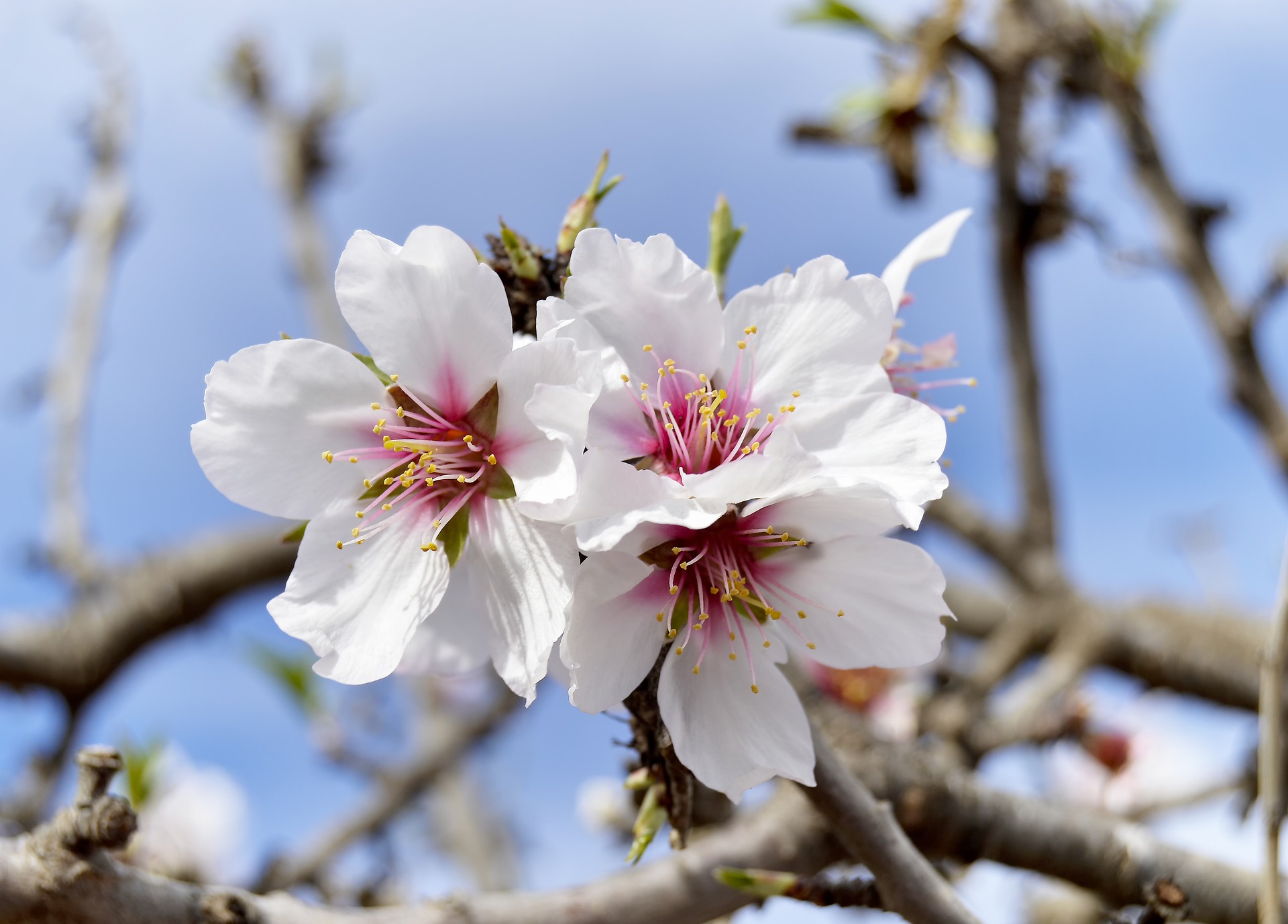 /Pulseem/ClientImages/2888///almond-flowers-3958980_1920.jpg