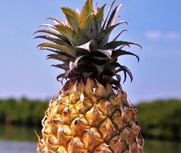 /Pulseem/ClientImages/5447///pineapple_s.jpg