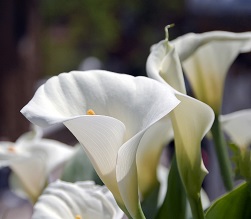 /Pulseem/ClientImages/9859///calla.jpg