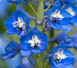 /Pulseem/ClientImages/9859///delphinium.jpg