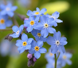 /Pulseem/ClientImages/9859///myosotis.jpg