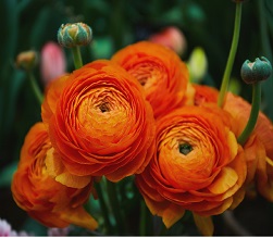 /Pulseem/ClientImages/9859///ranunculus.jpg