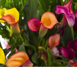 /Pulseem/ClientImages/9859///zantedeschia.jpg